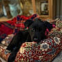 puppy, dog, black_dog, pet, indoor, dog_bed, patterned_bed, cozy, cute, animal, young_dog, resting, looking_at_camera, close_up, soft_focus, warm_lighting, floor, furniture, home, curious