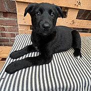 Atlas a rejoint le concours — aidez-le/la à gagner de superbes lots ! animal, black_dog, brick_wall, companion, cute, dog, domestic_animal, ears, eyes, fur, indoor, laying_down, nose, paw, pet, puppy, resting, striped_cushion, wooden_pallet, young_dog