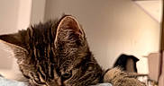 Bohème participe au concours pour gagner de l'argent avec cette photo : kitten, cat, tabby, indoor, curious, paws, fabric, bite, cozy, blurred_background, feline, pet, animal, young_cat, soft_lighting, cute, resting, domestic_cat, whiskers, claws
