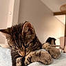 kitten, cat, tabby, indoor, curious, paws, fabric, bite, cozy, blurred_background, feline, pet, animal, young_cat, soft_lighting, cute, resting, domestic_cat, whiskers, claws