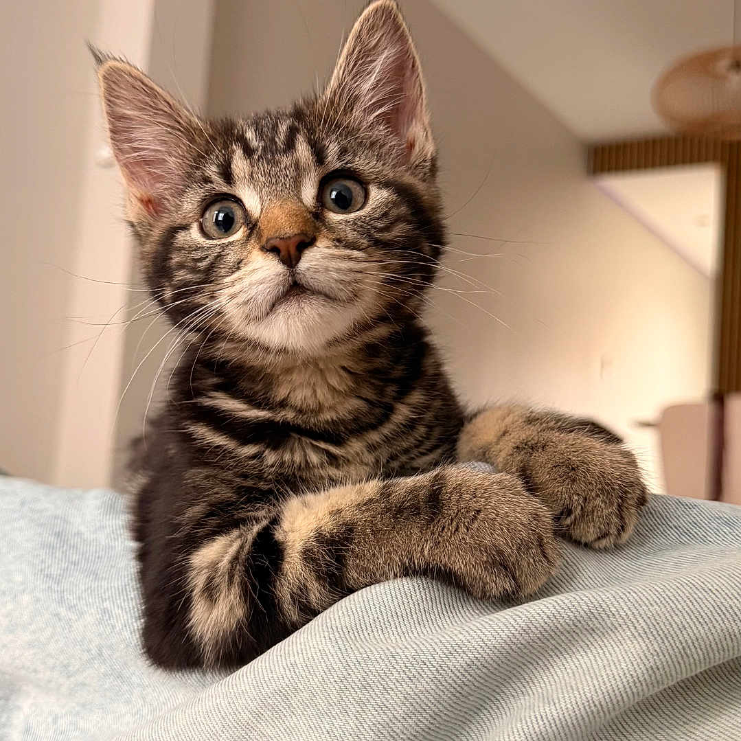Bohème a rejoint le concours — aidez-le/la à gagner de superbes lots ! kitten, cat, tabby, indoor, curious, paws, soft_fabric, closeup, pet, animal, feline, young, cute, whiskers, ears, eyes, face, fur, domestic, home