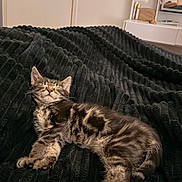 Bohème a rejoint le concours — aidez-le/la à gagner de superbes lots ! kitten, cat, sleeping, bed, blanket, indoor, furniture, relaxing, pet, cozy, striped, tabby, fur, cute, resting, animal, home, soft, texture, peaceful