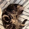Bohème participe au concours pour gagner de l'argent avec cette photo : kitten, cat, sleeping, curled_up, furry, tabby, pet, animal, cozy, blanket, soft, cute, resting, indoor, paw, fur_pattern, peaceful, relaxed, small, adorable