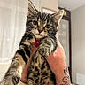 Bohème participe au concours pour gagner de l'argent avec cette photo : kitten, cat, tabby, pet, animal, cute, feline, whiskers, paw, tattoo, hand, nail_polish, indoor, blurred_background, close_up, young, fur, curious, domestic_cat, holding