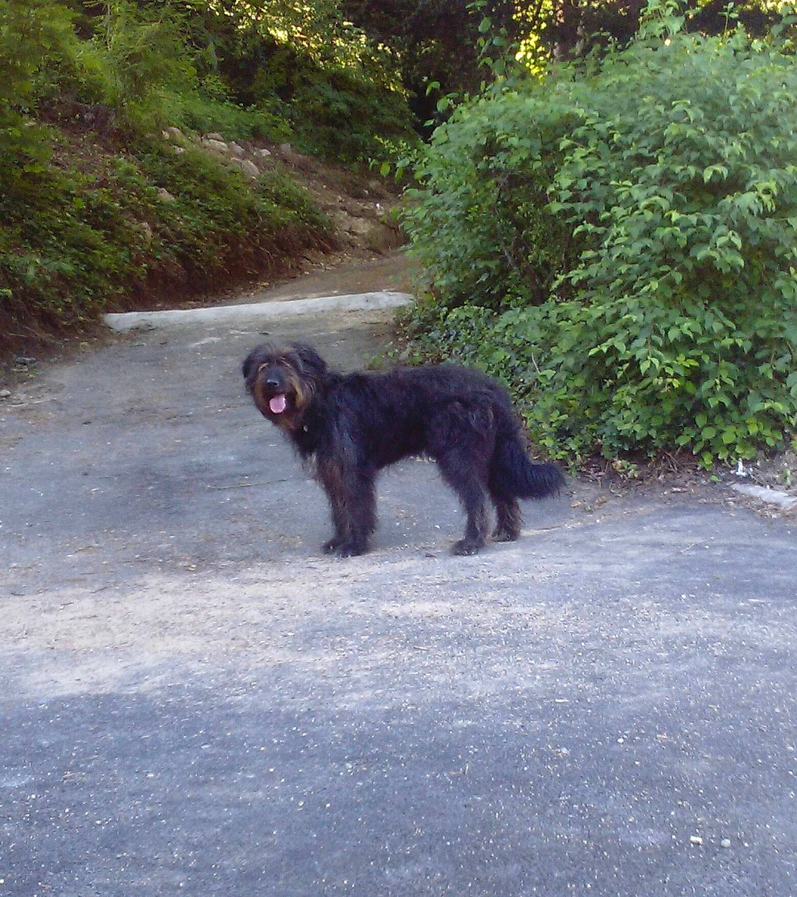 Boul a rejoint le concours — aidez-le/la à gagner de superbes lots ! barbet, black_russian_terrier, canidae, cao_da_serra_de_aires, carnivore, dog, dog_breed, mammal, newfoundland, portuguese_water_dog, sporting_group, vertebrate