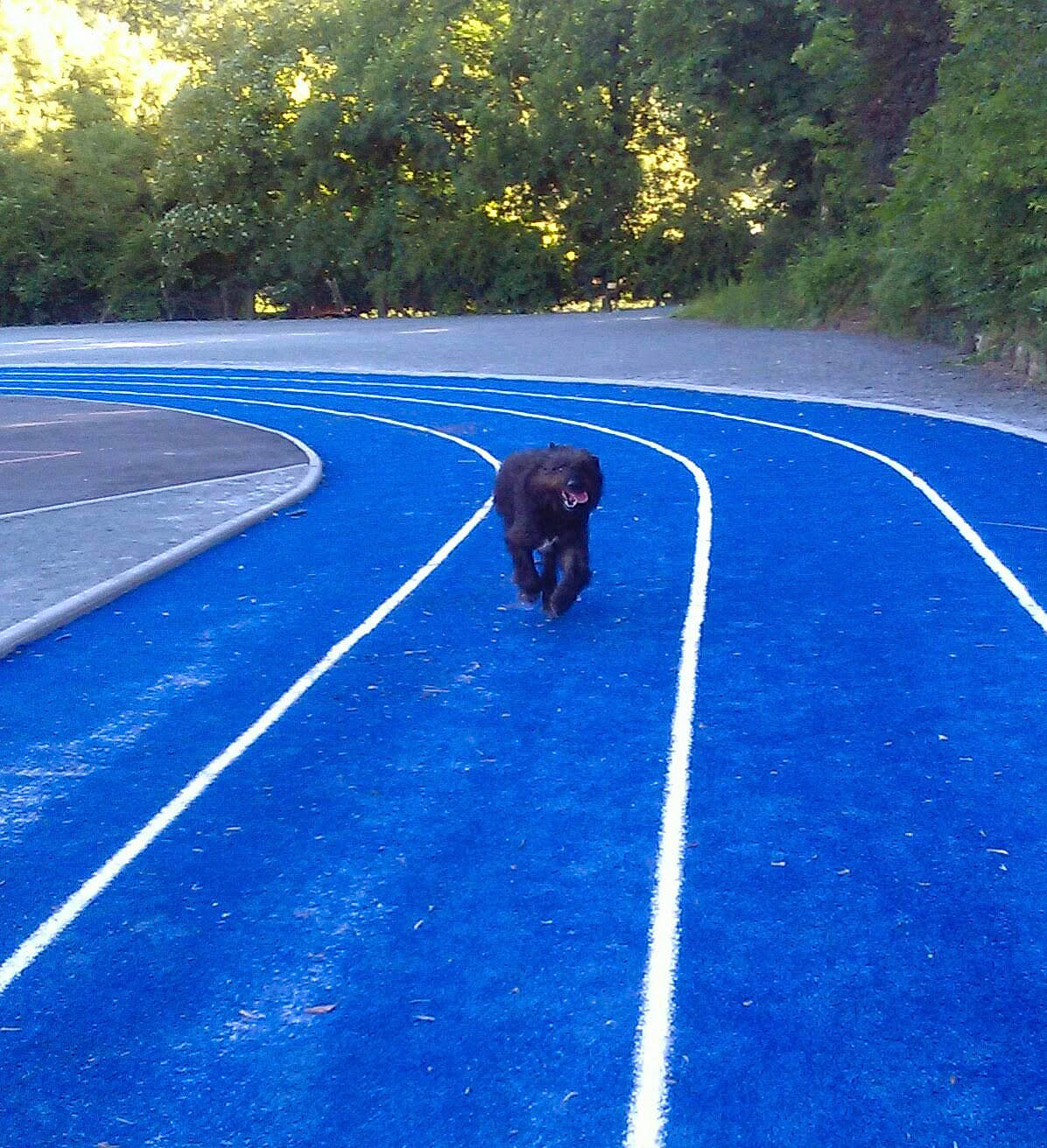 Boul a rejoint le concours — aidez-le/la à gagner de superbes lots ! asphalt, canidae, grass, road, sport_venue, sporting_group, tree