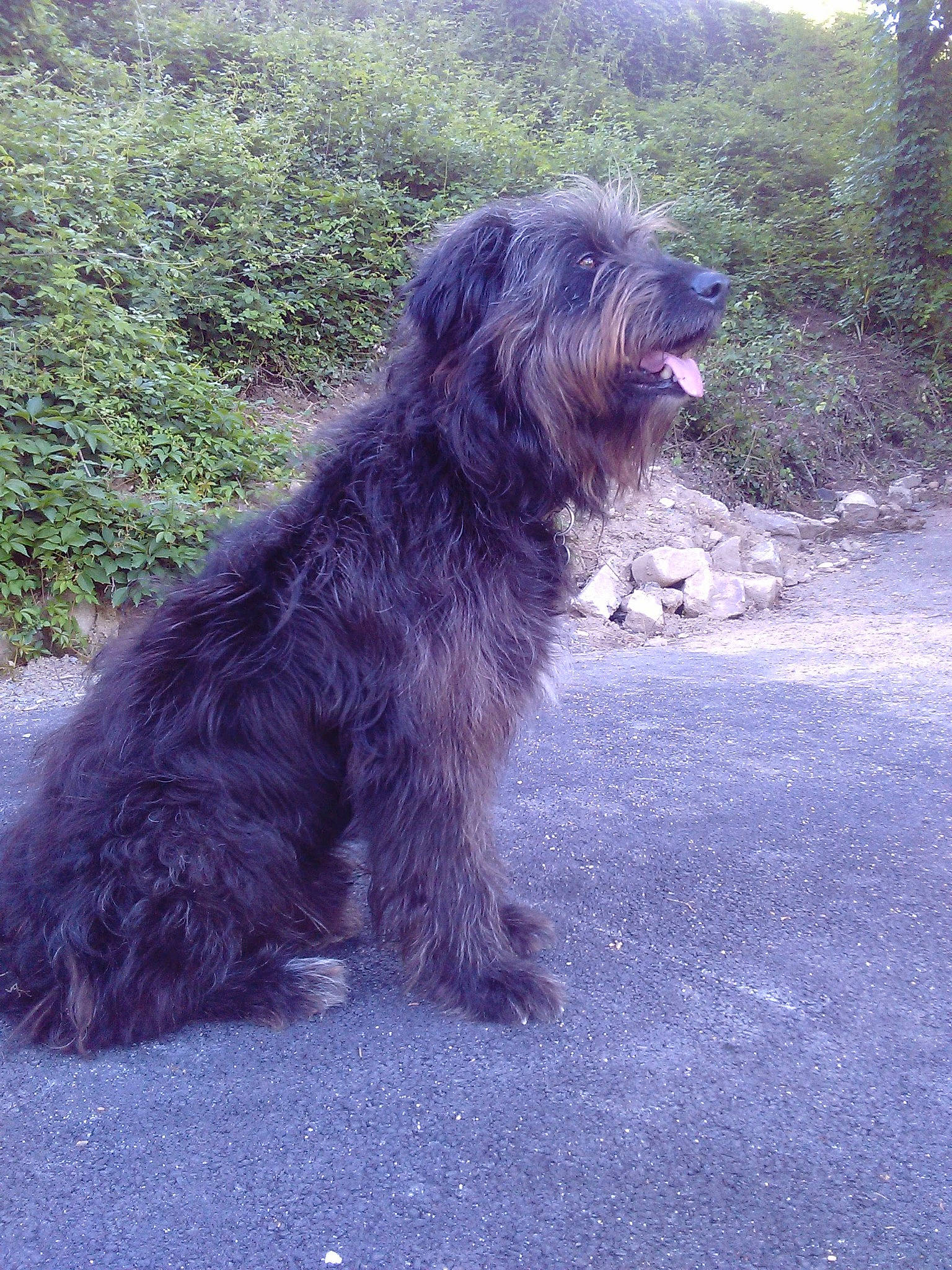 Boul a rejoint le concours — aidez-le/la à gagner de superbes lots ! affenpinscher, bosnian_coarse_haired_hound, canidae, cao_da_serra_de_aires, carnivore, catalan_sheepdog, dog, dog_breed, glen_of_imaal_terrier, mammal, miniature_schnauzer, pyrenean_shepherd, rare_breed_dog, sapsali, schnoodle, sporting_group, terrier, tibetan_terrier, vertebrate, wirehaired_pointing_griffon