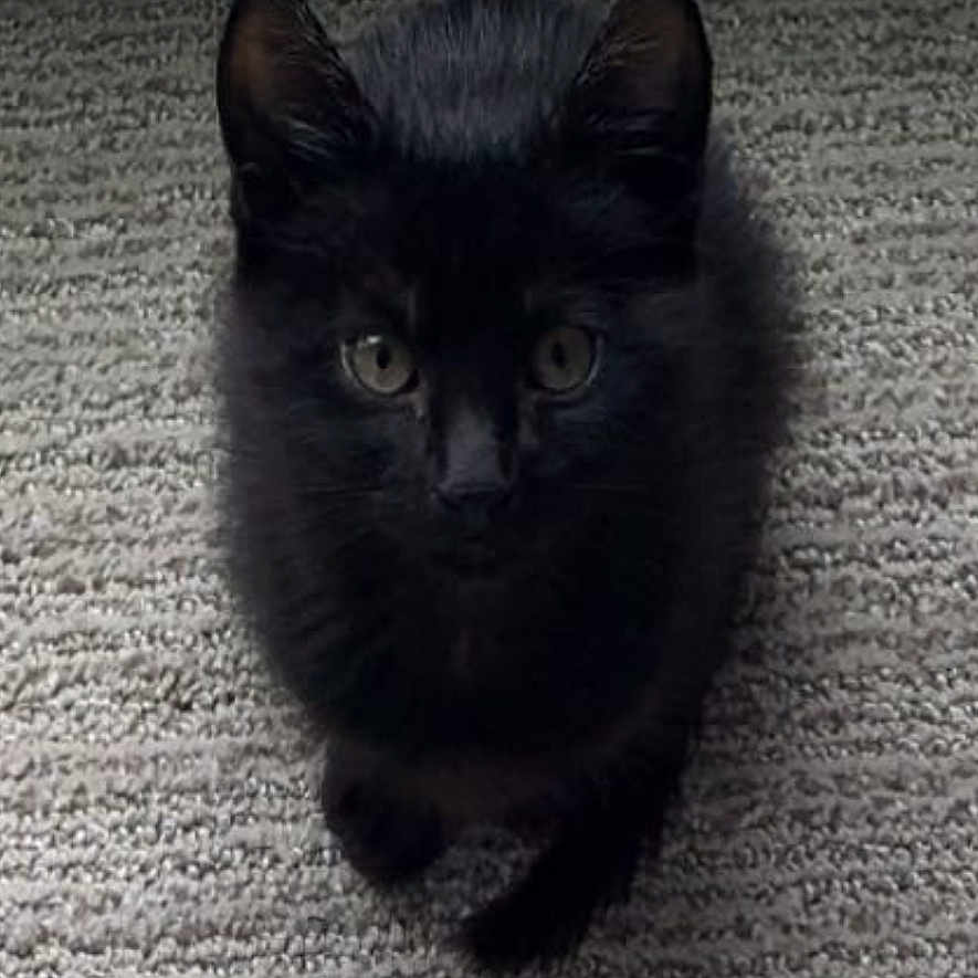 Larry is registered to the contest to win money with this photo: black_cat, kitten, carpet, indoor, pet, animal, curious, sitting, fur, whiskers, ears, eyes, cable, cord, floor, texture, cute, small, domestic_cat, looking_up