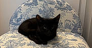 Larry joined the competition — help win amazing prizes! black_cat, kitten, cat, chair, furniture, indoor, pet, animal, patterned_fabric, blue_and_white, resting, small, cute, domestic_cat, young_cat, cabinet, household, cozy, quiet, curious
