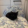 black_cat, kitten, cat, chair, furniture, indoor, pet, animal, patterned_fabric, blue_and_white, resting, small, cute, domestic_cat, young_cat, cabinet, household, cozy, quiet, curious