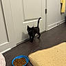 Larry joined the competition — help win amazing prizes! black_kitten, cat, kitten, door, floor, wood_floor, blue_bowl, cat_food, kibble, mat, woven_mat, yellow_towel, wall, indoor, pet, animal, curious, standing, home, cozy