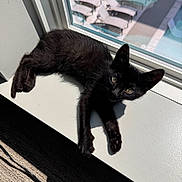 Larry is registered to the contest to win money with this photo: black_cat, kitten, windowsill, sunlight, indoor, reflection, glass_window, curious, relaxing, pet, animal, feline, shadow, carpet, cord, daylight, resting, young_cat, house, cozy