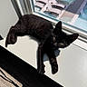 black_cat, kitten, windowsill, sunlight, indoor, reflection, glass_window, curious, relaxing, pet, animal, feline, shadow, carpet, cord, daylight, resting, young_cat, house, cozy