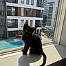 Larry is registered to the contest to win money with this photo: black_cat, kitten, window, windowsill, shadow, sunlight, urban, cityscape, building, glass, reflection, daylight, pet, animal, curious, indoor, young_cat, domestic_cat, sitting, bright
