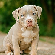 Nala participe au concours pour gagner de l'argent avec cette photo : puppy, dog, young, outdoor, grass, nature, pet, animal, cute, sitting, fur, portrait, closeup, eyes, nose, paws, canine, brown, white, ground