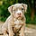 Nala
