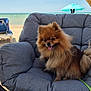 Toby participe au concours pour gagner de l'argent avec cette photo : background, beach, chair, cozy, cushion, dog, fluffy, leash, outdoor, people, pet, pomeranian, relaxation, sand, sea, summer, sunny, umbrella, vacation, water