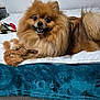 animal, bed, blanket, brown_fur, cozy, cute, dog, domestic, fur, happy, indoor, lying_down, pet, playful, plush_toy, pomeranian, resting, small_dog, smiling, toy
