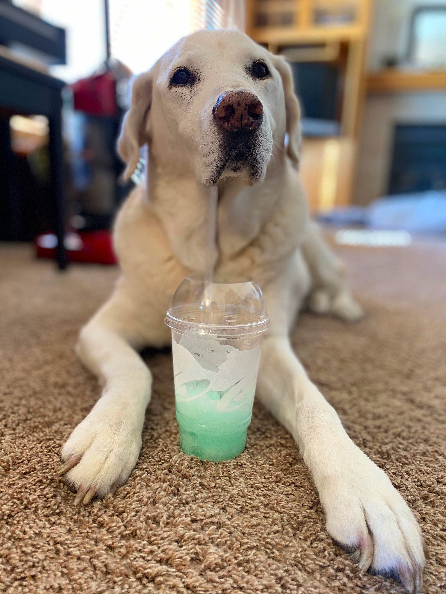 Angel joined the competition — help win amazing prizes! beagador, canidae, carnivore, companion_dog, dog, dog_breed, dog_toy, drink, fawn, labrador_retriever, mammal, puppy, retriever, snout, sporting_group, vertebrate
