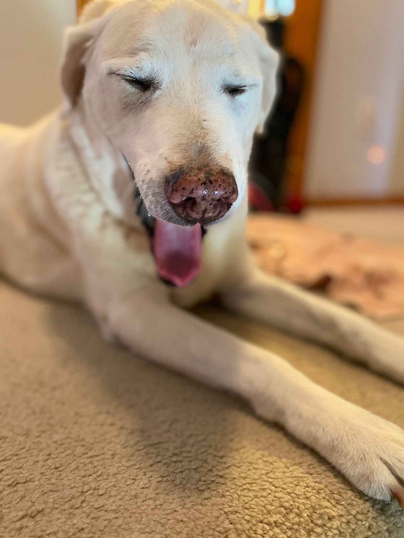 Angel joined the competition — help win amazing prizes! beagador, canidae, carnivore, companion_dog, dog, dog_breed, fawn, labrador_retriever, mammal, nose, paw, retriever, snout, sporting_group, vertebrate, whiskers