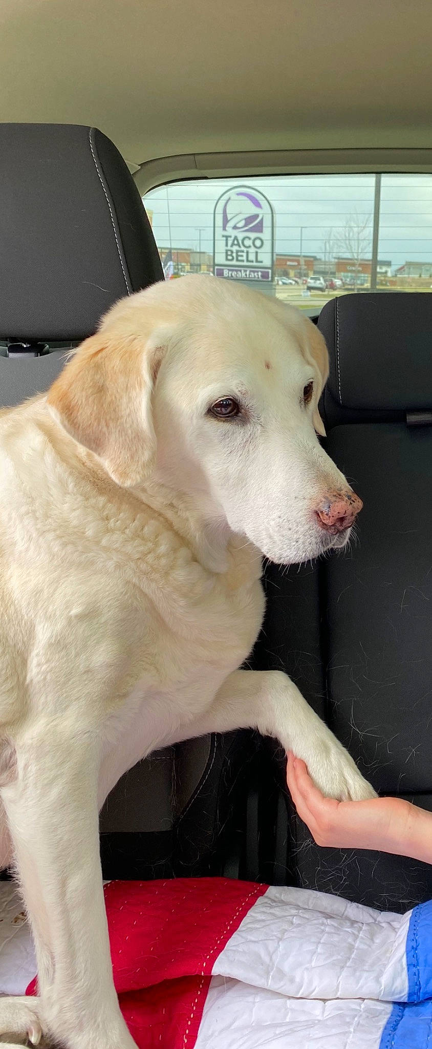 Angel joined the competition — help win amazing prizes! akbash_dog, canidae, carnivore, companion_dog, dog, dog_breed, fawn, labrador_retriever, mammal, rajapalayam, retriever, snout, sporting_group, vertebrate