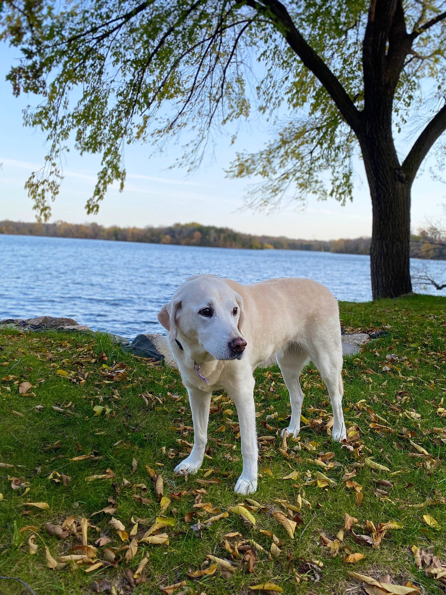 Angel is registered to the contest to win money with this photo: canidae, carnivore, companion_dog, dog, dog_breed, fawn, grass, labrador_retriever, mammal, plant, retriever, sporting_group, tail, tree