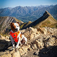 Oslo a rejoint le concours — aidez-le/la à gagner de superbes lots ! dog, mountain, hiking, outdoors, summit, rocks, rocky_terrain, landscape, mountain_range, blue_sky, adventure, travel, nature, harness, orange_harness, sitting, portrait, sunlight, wilderness, scenic_view