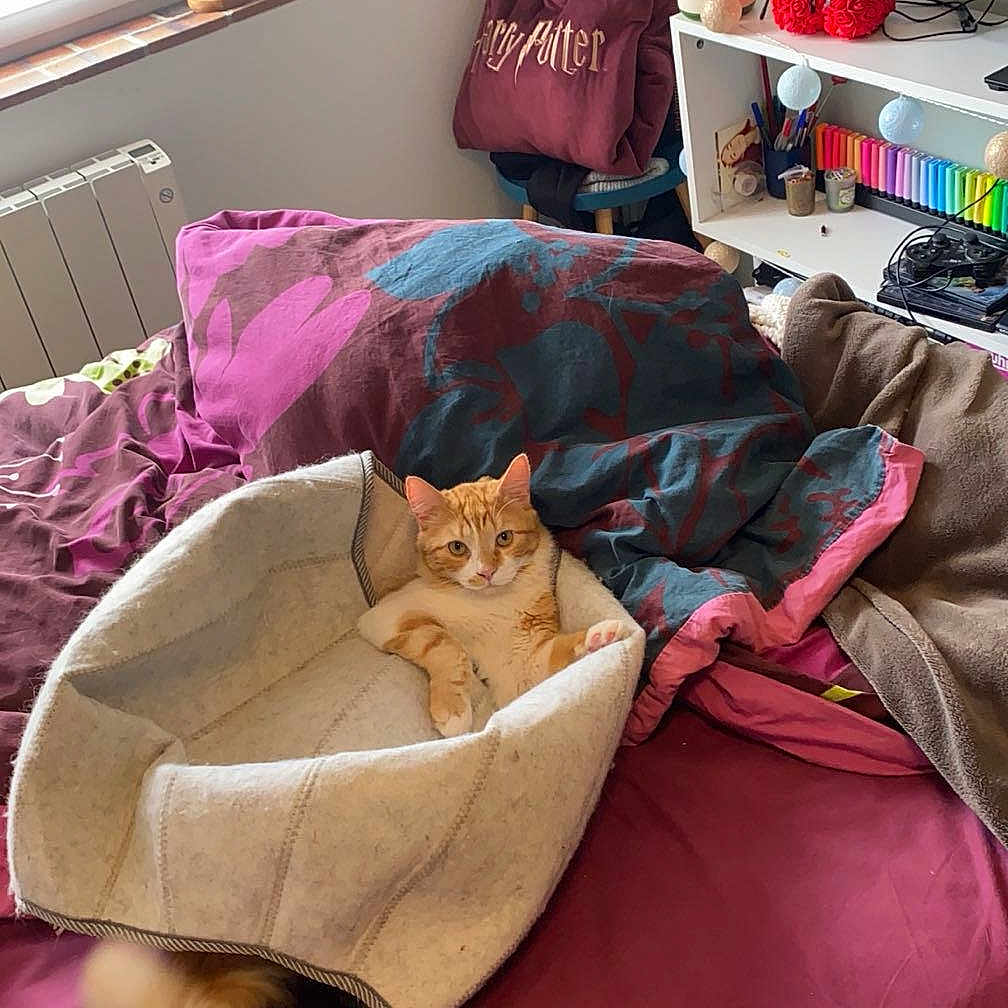 Usko participe au concours pour gagner de l'argent avec cette photo : animal, bed, bedroom, blanket, canine, cat, computerhardware, dog, dogbed, electronics, furniture, hardware, indoors, kitten, monitor, pet, plant, room, screen