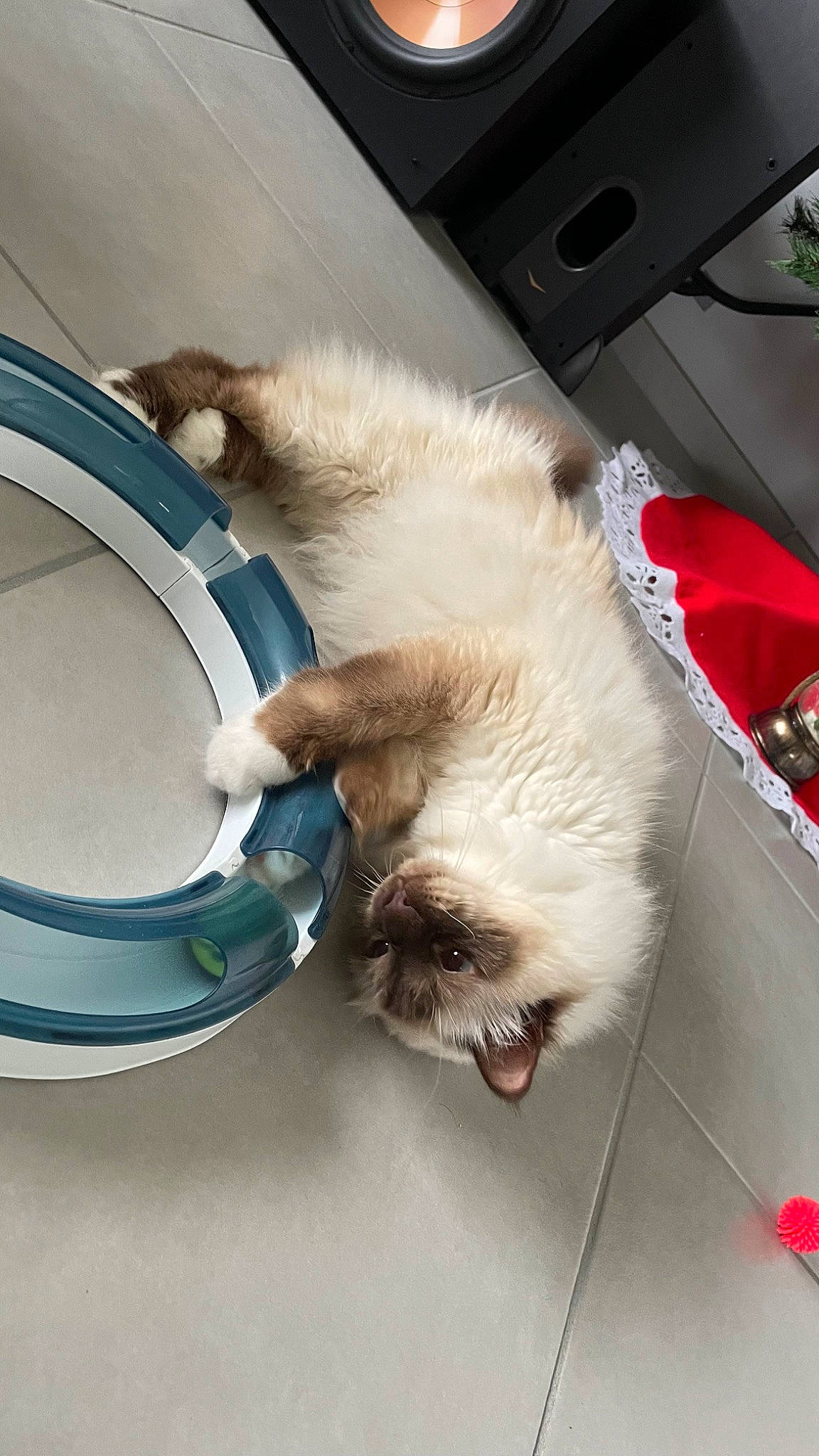 Hélios participe au concours pour gagner de l'argent avec cette photo : cat, circle, claw, collar, comfort, companion_dog, dishware, domestic_short_haired_cat, drum, felidae, flooring, fur, paw, porcelain, siamese, small_to_medium_sized_cats, tail, vertebrate, whiskers, wood
