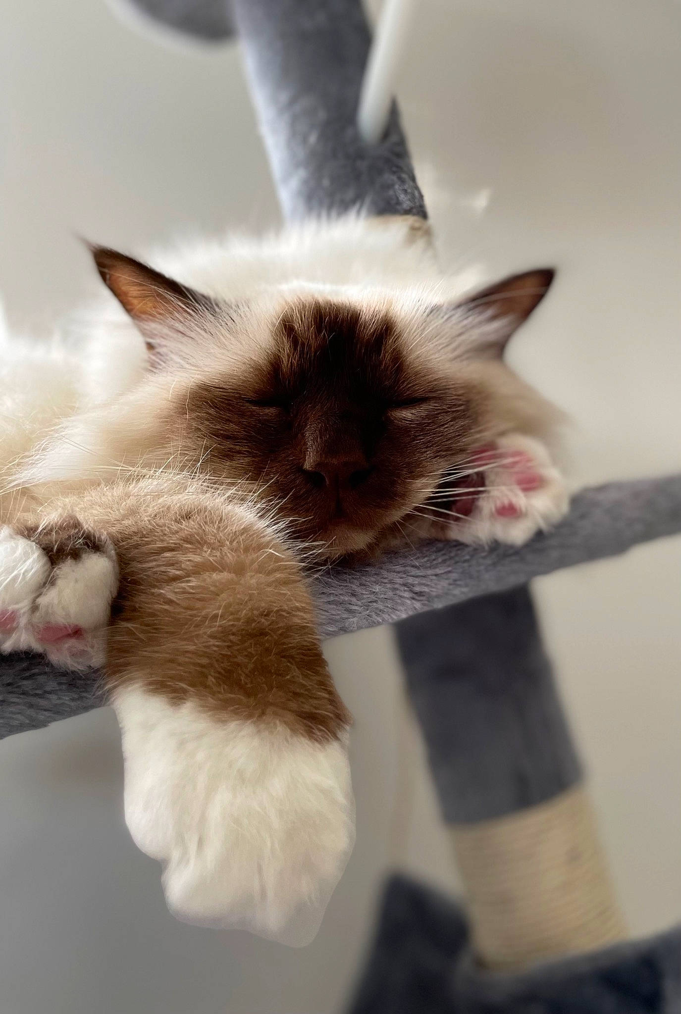 Hélios participe au concours pour gagner de l'argent avec cette photo : birman, box, carnivore, cat, claw, domestic_short_haired_cat, ear, fawn, felidae, flooring, fur, paw, ragdoll, siamese, small_to_medium_sized_cats, snout, tail, thai, whiskers