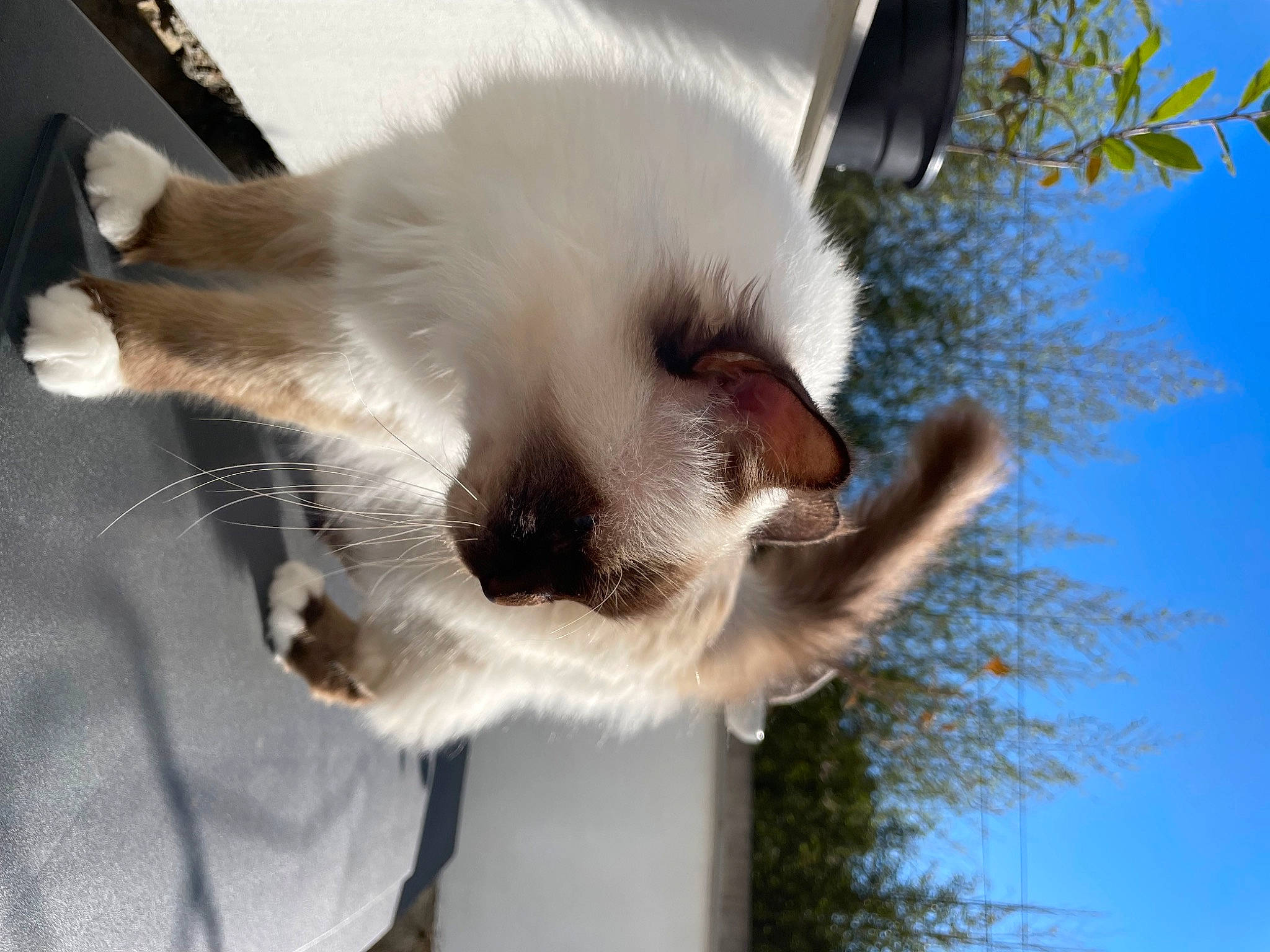 Hélios a rejoint le concours — aidez-le/la à gagner de superbes lots ! balinese, carnivore, cat, claw, collar, companion_dog, dog_breed, fawn, felidae, fur, paw, siamese, sky, small_to_medium_sized_cats, snout, tail, terrestrial_animal, tree, whiskers