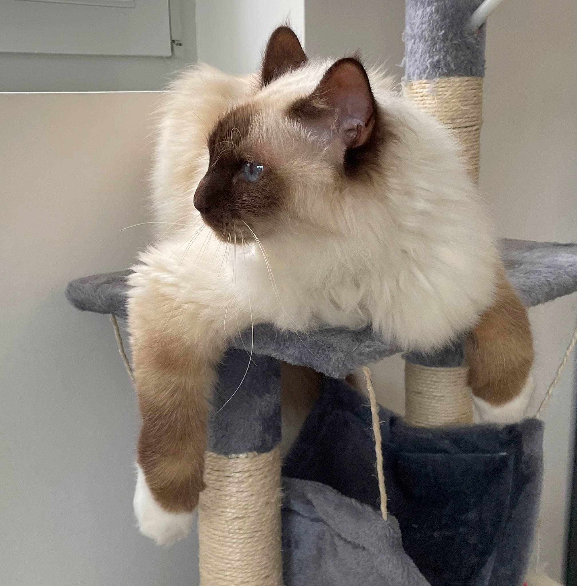 Hélios a rejoint le concours — aidez-le/la à gagner de superbes lots ! balinese, birman, carnivore, cat, chair, claw, fawn, felidae, flooring, fur, siamese, small_to_medium_sized_cats, snout, tail, thai, whiskers
