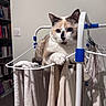 cat, indoor, drying_rack, towels, white, fur, paw, relaxed, household, pet, animal, resting, furniture, room, wall, shelf, books, domestic, cute, striped