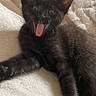 animal, black_cat, close_up, cozy, cute, domestic_cat, ears, feline, fur, indoor, kitten, paw, pet, resting, sleepy, soft_blanket, tongue_out, whiskers, yawning, young_cat