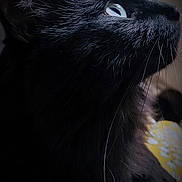 Moon a rejoint le concours — aidez-le/la à gagner de superbes lots ! animal, black_cat, cat, close_up, curious, cute, detailed, domestic_animal, eye, face, feline, fur, indoor, looking_up, mammal, pet, portrait, profile, soft_light, whiskers
