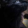 animal, black_cat, cat, close_up, curious, cute, detailed, domestic_animal, eye, face, feline, fur, indoor, looking_up, mammal, pet, portrait, profile, soft_light, whiskers