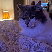 Zoe joined the competition — help win amazing prizes! cat, fluffy, long_hair, feline, pet, animal, portrait, close_up, bed, bedspread, bedroom, indoor, home, lamp, blue_lighting, purple_lighting, whiskers, ears, relaxed, photography