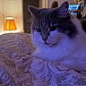cat, fluffy, long_hair, feline, pet, animal, portrait, close_up, bed, bedspread, bedroom, indoor, home, lamp, blue_lighting, purple_lighting, whiskers, ears, relaxed, photography