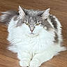Zoe is registered to the contest to win money with this photo: cat, fluffy, longhaired, gray_and_white, feline, pet, animal, portrait, closeup, staring, green_eyes, whiskers, ears, fur, paws, sitting, wooden_floor, indoor, cute, photography