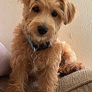 Milo joined the competition — help win amazing prizes! animal, brown_fur, canine, close_up, collar, companion, couch, cozy, curious, cute, dog, domestic_animal, fluffy, friendly, furry, indoors, living_room, pet, puppy, young_dog