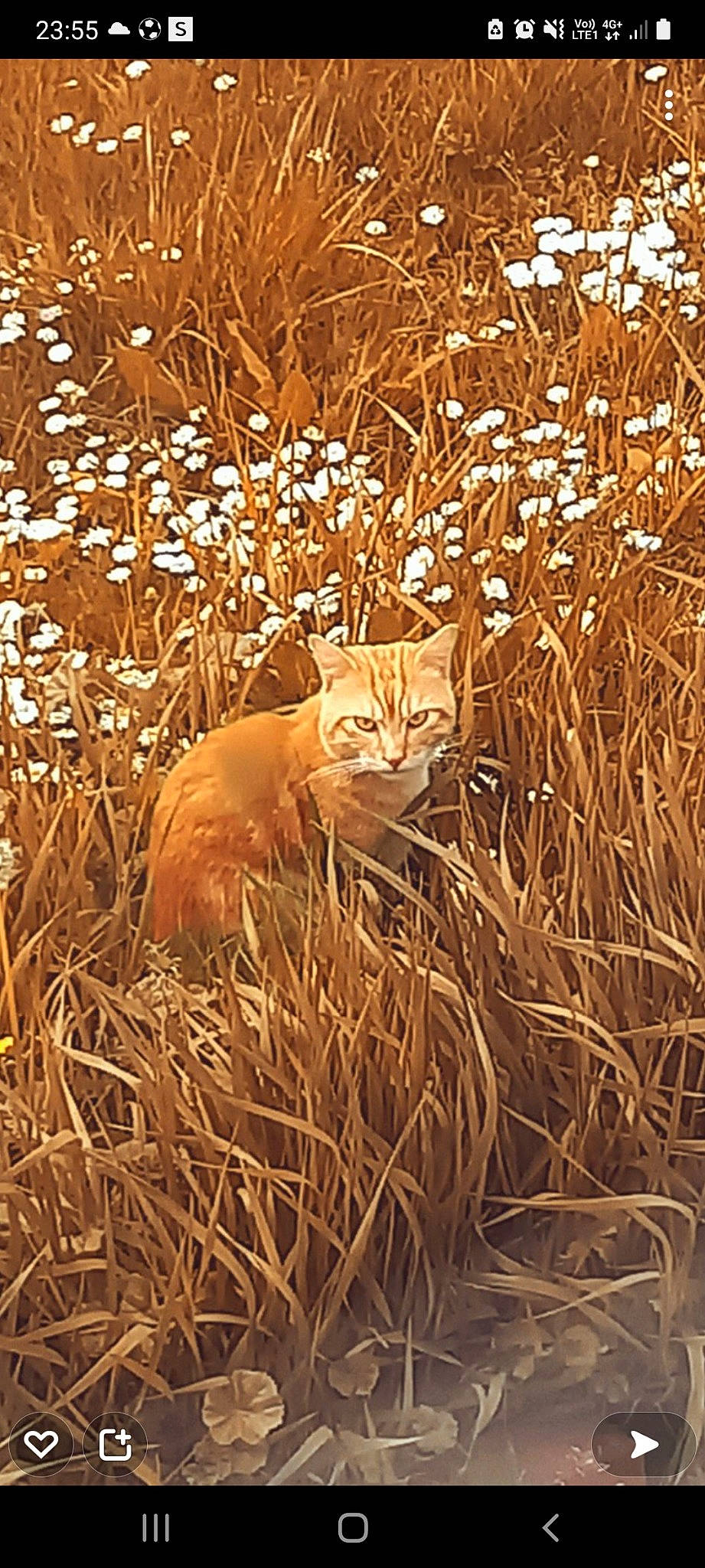 Rio a rejoint le concours — aidez-le/la à gagner de superbes lots ! agriculture, brown, carnivore, cat, deciduous, fawn, felidae, field, fur, grass, grass_family, grassland, plant, prairie, small_to_medium_sized_cats, soil, terrestrial_animal, twig, whiskers, wood