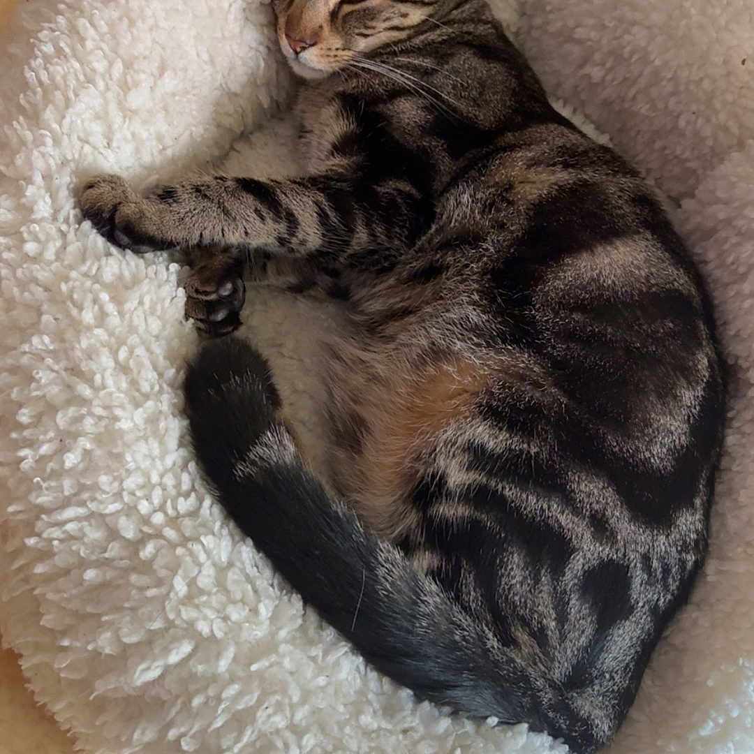 Morphé a rejoint le concours — aidez-le/la à gagner de superbes lots ! cat, tabby_cat, pet, animal, sleeping, resting, feline, indoor, bed, fluffy, cozy, fur, whiskers, paw, tail, striped, cute, domestic_animal, relaxed, soft