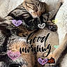 Morphé a rejoint le concours — aidez-le/la à gagner de superbes lots ! cat, sleeping, cute, pets, feline, cozy, blanket, indoor, resting, tabby, black_and_white_cat, heart_doodles, text_overlay, morning, relaxing, soft_texture, animal, close_up, cuddle, bed