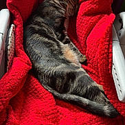 Morphé a rejoint le concours — aidez-le/la à gagner de superbes lots ! cat, tabby_cat, sleeping, red_blanket, chair, sunlight, cozy, pet, indoor, feline, resting, fur, comfort, animal, cute, nap, home, relaxation, texture, warmth