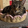 cat, tabby, basket, cat_tree, indoor, pet, feline, animal, cute, relaxed, cozy, fur, whiskers, ears, eyes, paw, home, decor, wall, fish_decorations