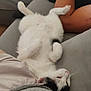 Alkaline participe au concours pour gagner de l'argent avec cette photo : cat, kitten, pet, black_and_white, white_fur, lying_on_back, belly_up, sofa, couch, indoor, nap, whiskers, paw, relaxed, human_arm, close_up, domestic_animal, cozy, sleeping, fur