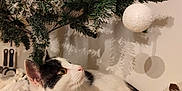 Alkaline participe au concours pour gagner de l'argent avec cette photo : cat, kitten, black_and_white, christmas_tree, ornament, bauble, paws, fur_rug, fluffy, holiday, decoration, tree_branch, faux_snow, snow_effect, greenery, indoor, cozy, yellow_eyes, wood_floor, shadow