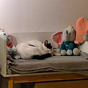 Alkaline a rejoint le concours — aidez-le/la à gagner de superbes lots ! cat, sleeping_cat, black_and_white_cat, plush_elephant, stuffed_toy, bed, blanket, cushion, wooden_table_legs, cardboard_box, indoor, wall, cozy, nap, soft_toys, pet_bed, fur, tail, ears, shelf