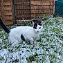Alkaline participe au concours pour gagner de l'argent avec cette photo : cat, feline, black_and_white, snow, grass, garden, fence, backyard, outdoor, pet, whiskers, tail, ears, eyes, curious, sitting, winter, green_grass, looking_at_camera, animal