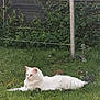 white_cat, cat, fluffy_cat, long_hair, laying_down, grass, lawn, backyard, fence, pole, vegetation, greenery, pet, yellow_eyes, whiskers, tail, ears, outdoor, relaxed, sunlit